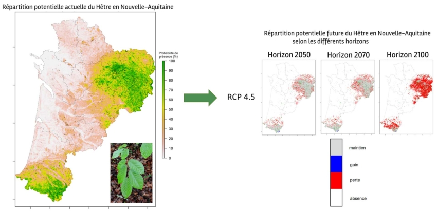 Cartes de la répartition actuelle des hêtraies, et des projections futures selon le scénario médian du GIEC