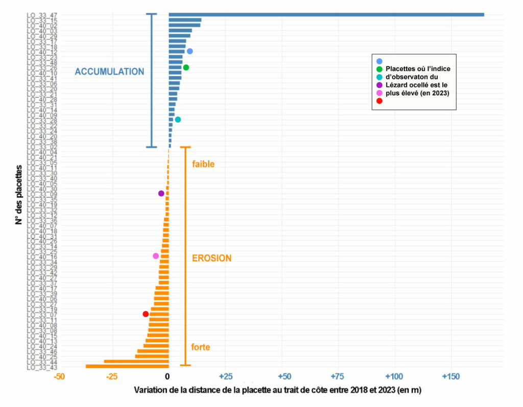 Dynamique de l’érosion du trait de côte au droit des placettes de suivi du Lézard ocellé, classées par ordre décroissant depuis la plus forte accumulation jusqu’à la plus forte érosion.