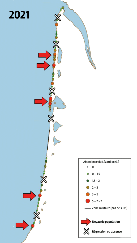 Carte de l'abondance du lézard ocellé le long du littoral aquitain en 2021. Noyaux de populations et zones de rupture.