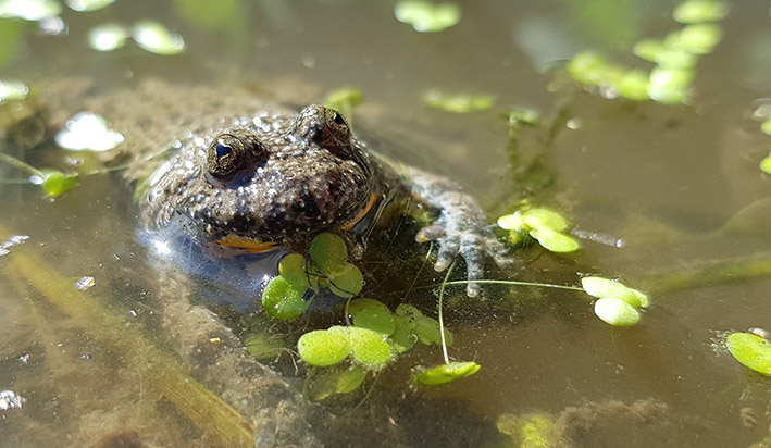 L'enjeu des opérations de réintroduction de Sonneur à ventre jaune en Normandie est de cibler les aires qui lui seront favorables avec le changement climatique. Photo : Mégane Skrzyniarz
