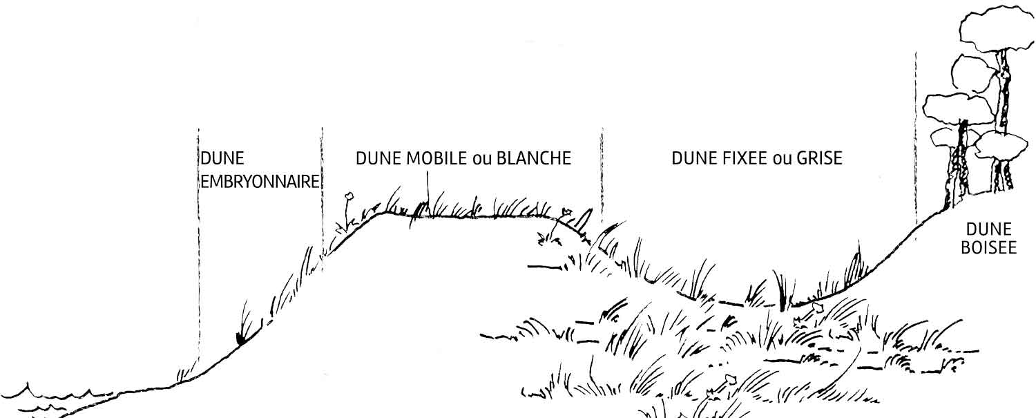 Schéma des habitats dunaires