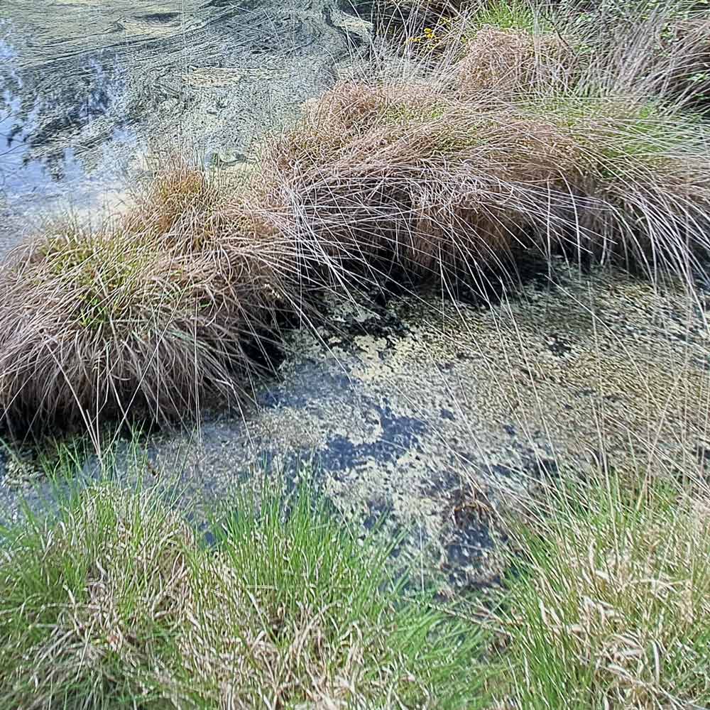 Molinie bleue. Photo M. Guillon